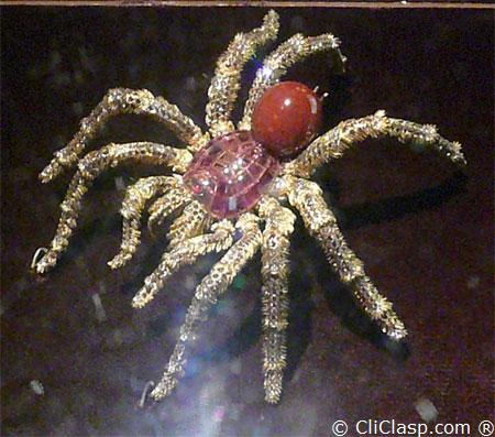 Horse Conch Pearl, thanks to M. Hemmerle 