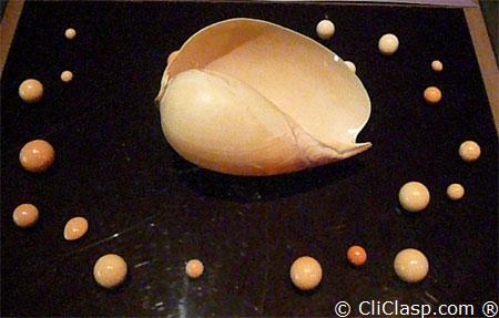 Melo Melo (bailer shell)