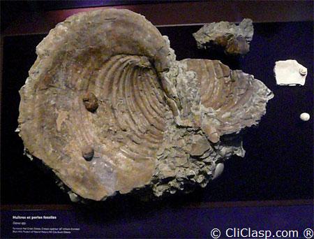 Fossil pearls 50 Millions years ago, Pinna Affinis species, thanks to the Bristish Museum 