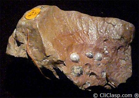 Fossil pearls 50 Millions years ago, Pinna Affinis species, thanks to the Bristish Museum 