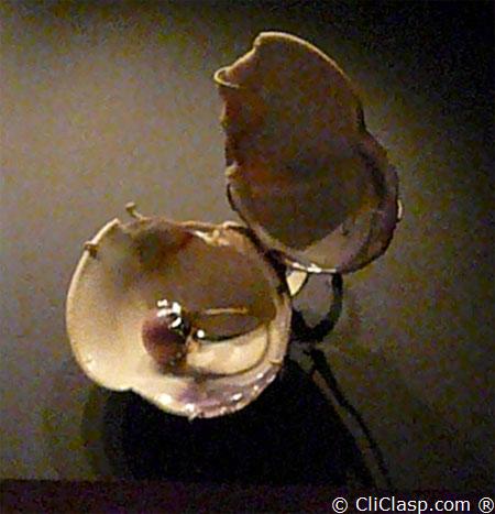 Mercenaria Mercenaria, Quahog in a ring, thanks to M. Hopkins USA