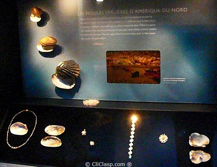 North America mussels panel