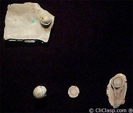 Fossil pearls 50 Millions years ago, Pinna Affinis species, thanks to the Bristish Museum 