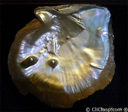 Mabe in shell